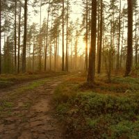 pexels-jonathan-petersson-401080